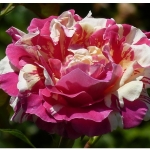 Vanille Fraise (Ваніла Фрейз)